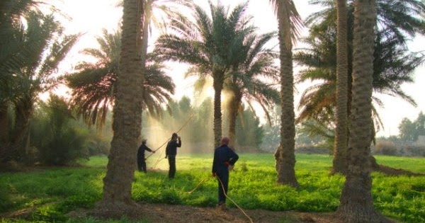 مواعيد زراعة المحاصيل في السعودية