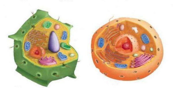 الفرق بين الخلية النباتية والخلية الحيوانية