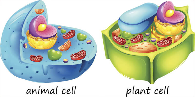 الخلية النباتية والخلية الحيوانية