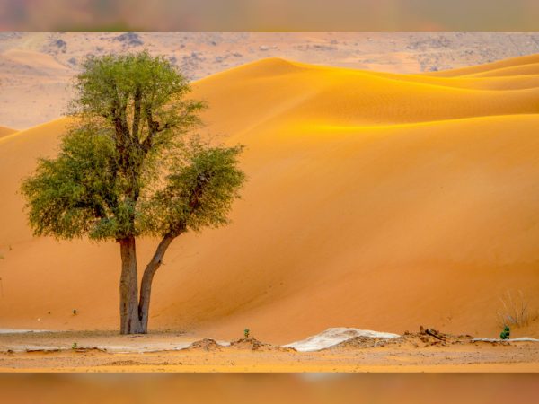 بحث عن البيئة الصحراوية واهم خصائصها