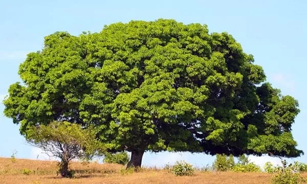 تفسير حلم الأشجار الخضراء للحامل