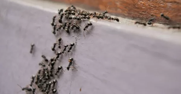 تفسير رؤية النمل الأسود الصغير في المنام بالنسبة للفتاة العزباء