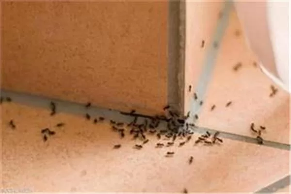 تفسير رؤية النمل الأسود الصغير في المنام بالنسبة للمرأة الحامل