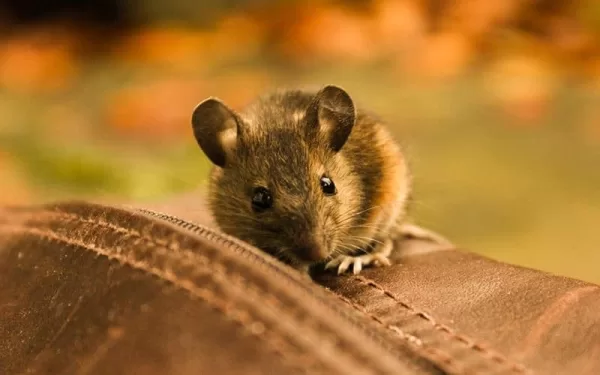 تفسير حلم الخوف من الفأر في المنام بالنسبة للفتاة العزباء