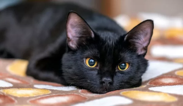 تفسير حلم قطة سوداء تهاجمني بالنسبة للمرأة المتزوجة