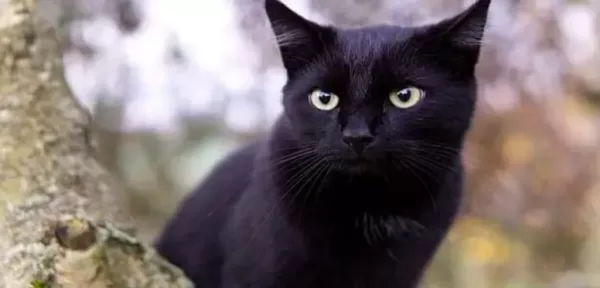 تفسير حلم قطة سوداء تهاجمني بالنسبة للمرأة المطلقة