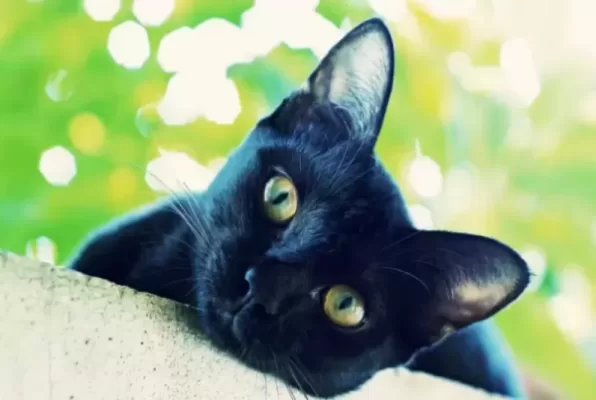 تفسير حلم قطة سوداء تهاجمني بالنسبة للفتاة العزباء
