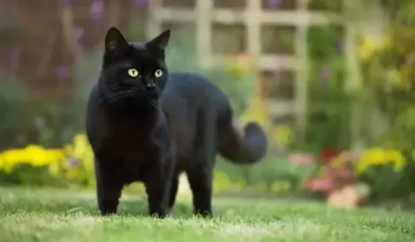 تفسير حلم قطة سوداء تهاجمني